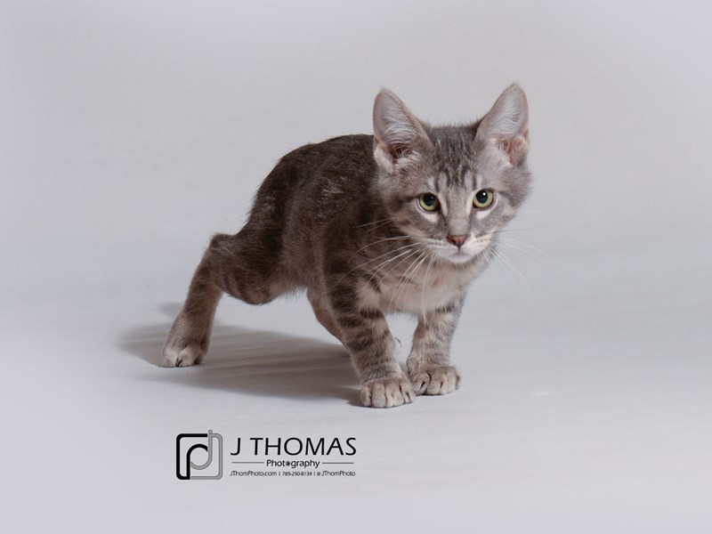 Domestic Short Hair-CAT-Male-Grey Tabby-3186157-Petland Topeka, Kansas