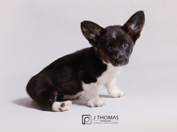 Cardigan Welsh Corgi DOG Female Black and White 18780 Petland Topeka, Kansas