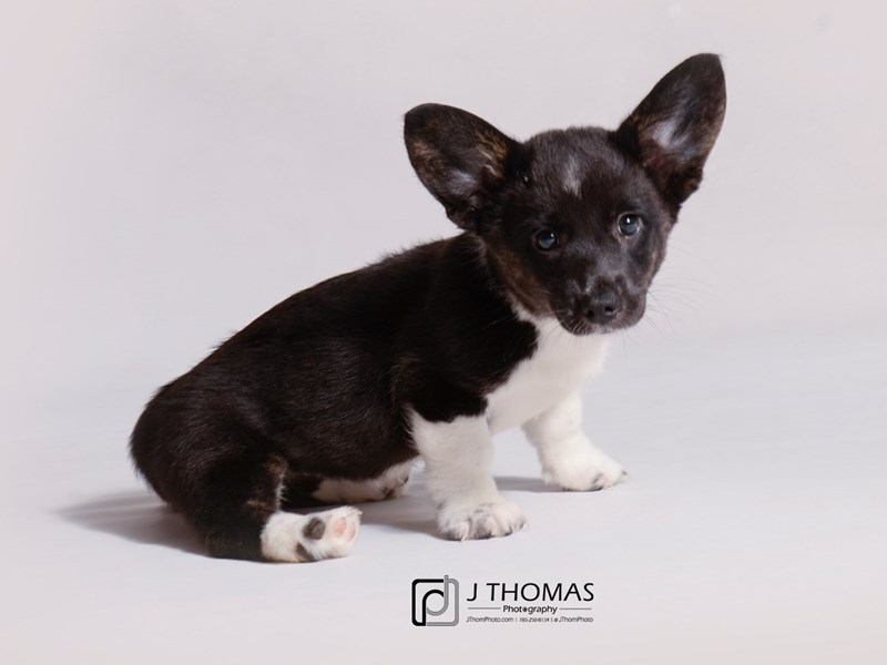 Black deals cardigan corgi