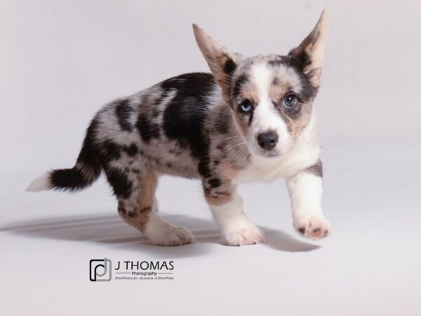 Cardigan Welsh Corgi DOG Female Blue Merle 18779 Petland Topeka, Kansas