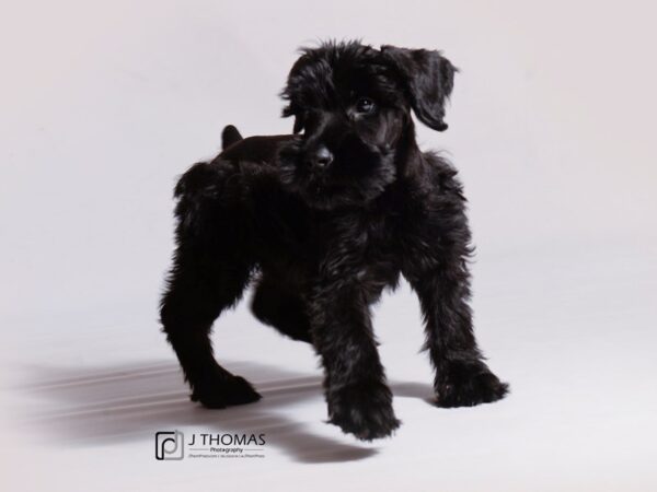 Giant Schnauzer DOG Female Black 18778 Petland Topeka, Kansas