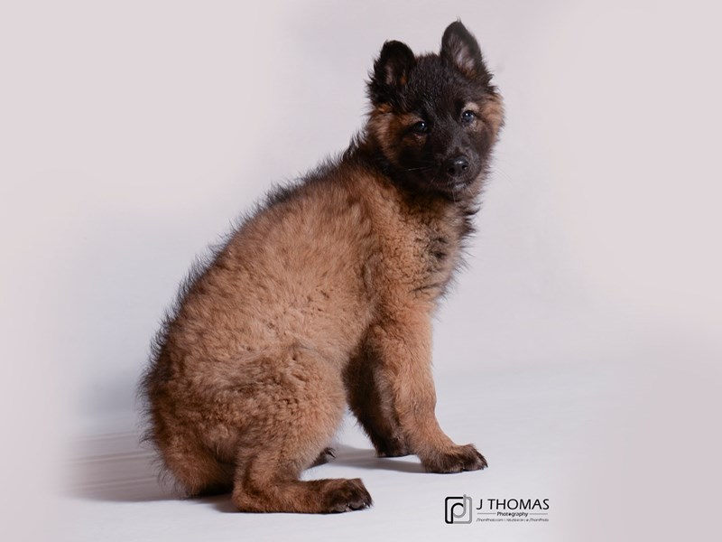 Belgian Tervuren-DOG-Female-Fawn and Black-3209402-Petland Topeka, Kansas