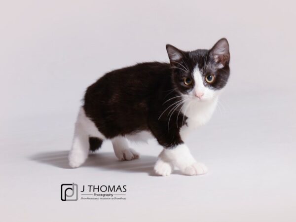 Domestic Short Hair-CAT-Female-Black and White-18776-Petland Topeka, Kansas