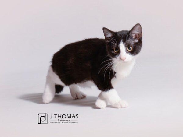 Domestic Short Hair CAT Female Black and White 18776 Petland Topeka, Kansas