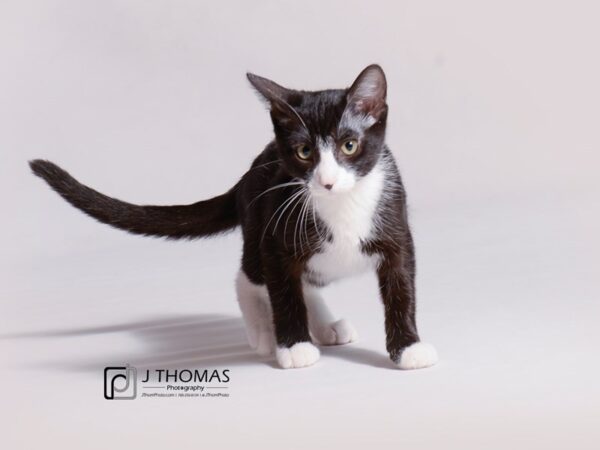 Domestic Short Hair-CAT-Female-Black and White Tuxedo-18775-Petland Topeka, Kansas