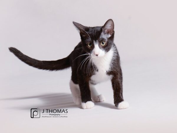 Domestic Short Hair CAT Female Black and White Tuxedo 18775 Petland Topeka, Kansas