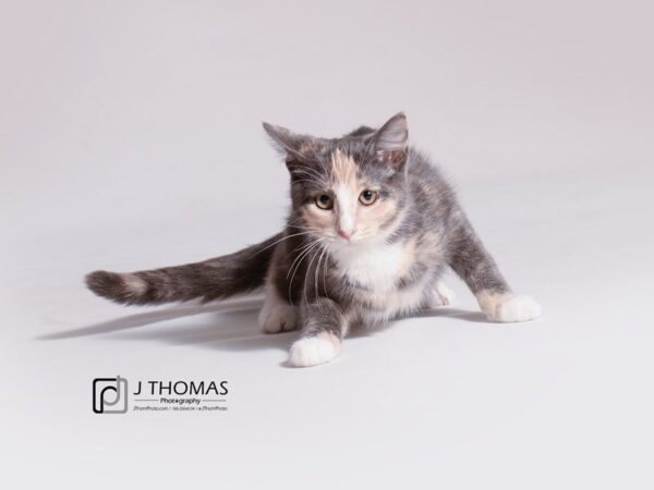 Domestic Short Hair-CAT-Female-Dilute Torti-18774-Petland Topeka, Kansas