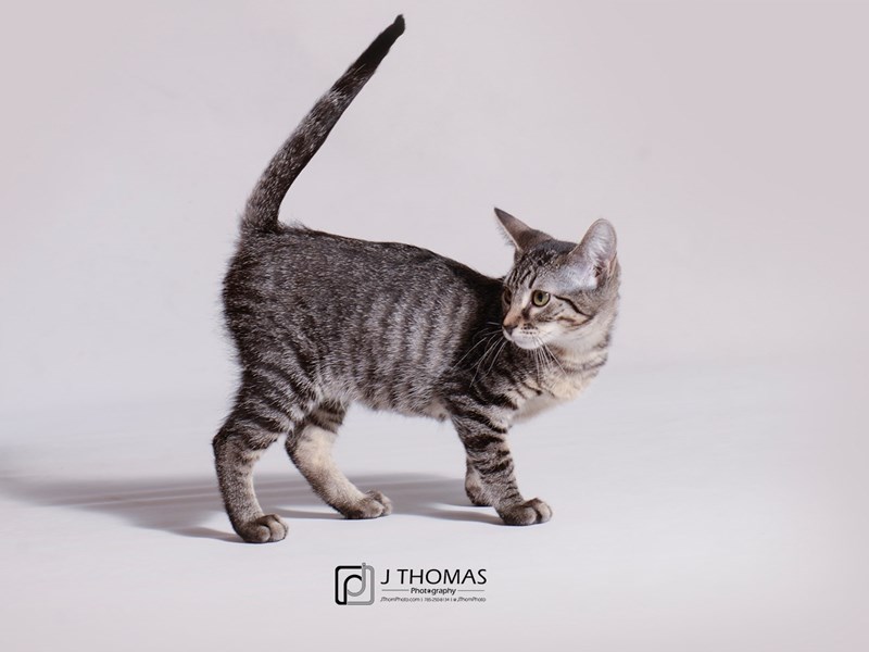 Domestic Short Hair-CAT-Female-Brown Tabby-3186163-Petland Topeka, Kansas