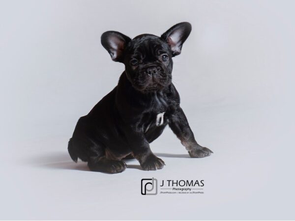 French Bulldog DOG Male Black 18798 Petland Topeka, Kansas