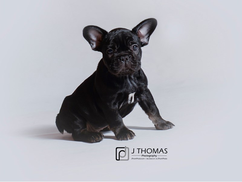 French Bulldog-DOG-Male-Black-3224177-Petland Topeka, Kansas