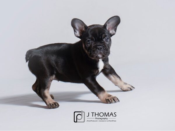 French Bulldog DOG Female Black and Tan 18797 Petland Topeka, Kansas