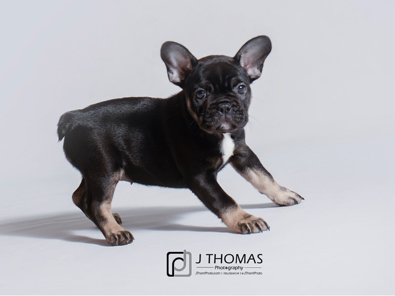 French Bulldog-DOG-Female-Black and Tan-3224160-Petland Topeka, Kansas