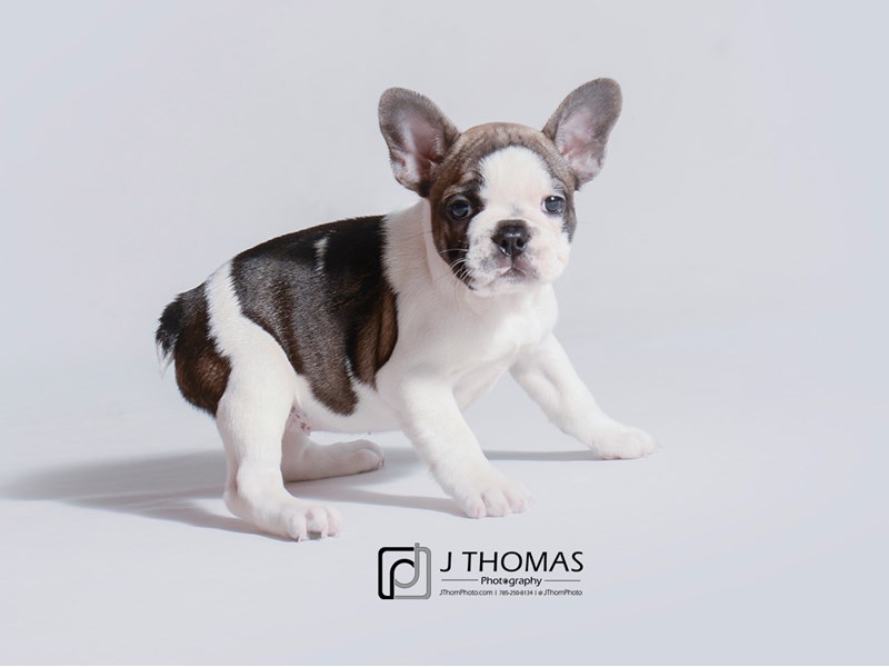 French Bulldog-DOG-Female-Fawn Pied-3224151-Petland Topeka, Kansas