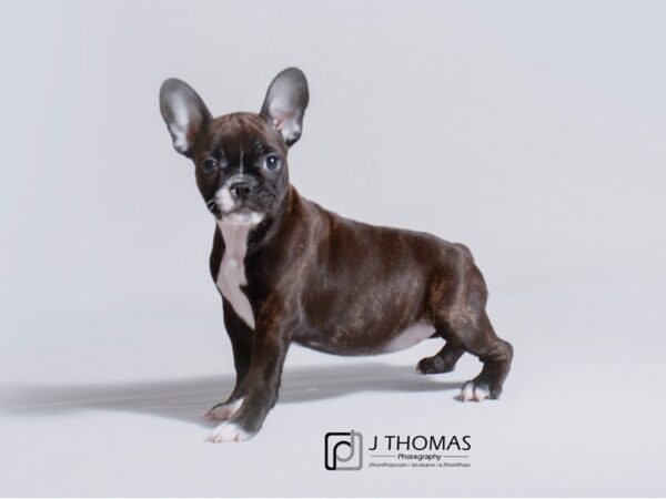 French Bulldog-DOG-Female-Brindle-18795-Petland Topeka, Kansas