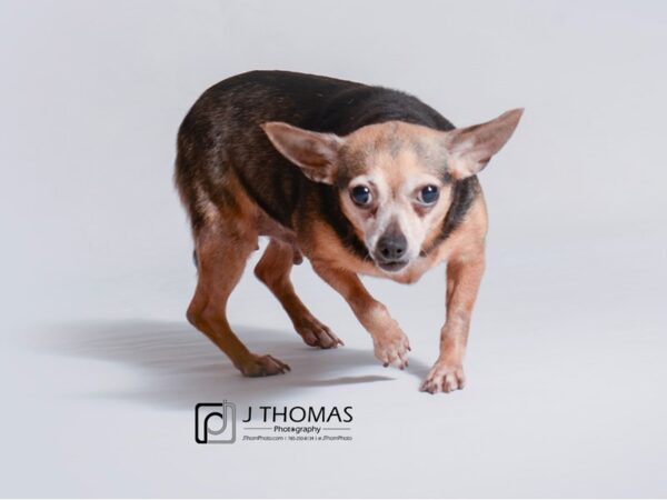 Chihuahua DOG Female Black and Tan 18794 Petland Topeka, Kansas