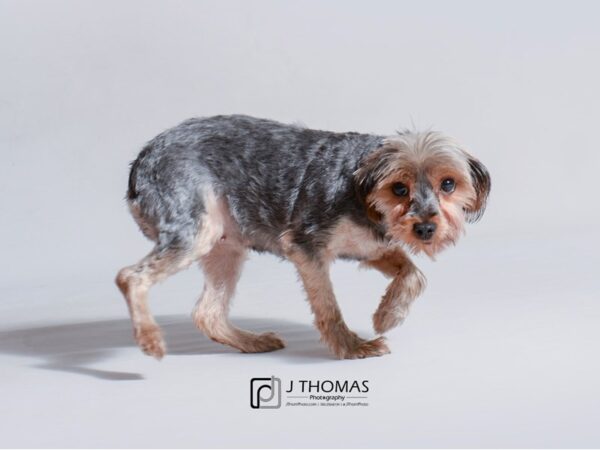 Yorkshire Terrier-DOG-Female-Black and Tan-18793-Petland Topeka, Kansas