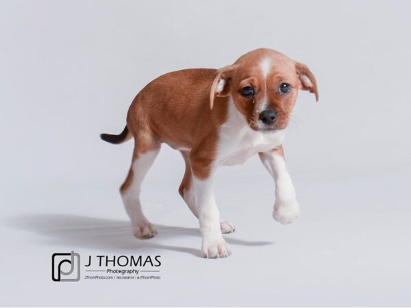 Mixed Breed DOG Female Red and White 18792 Petland Topeka, Kansas