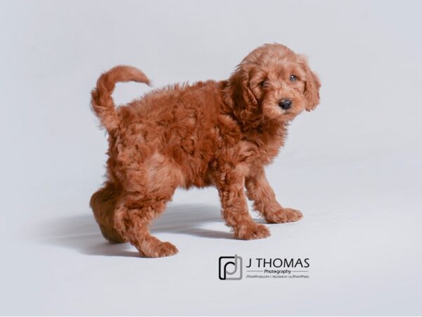 Miniature Goldendoodle-DOG-Female-Red-18791-Petland Topeka, Kansas