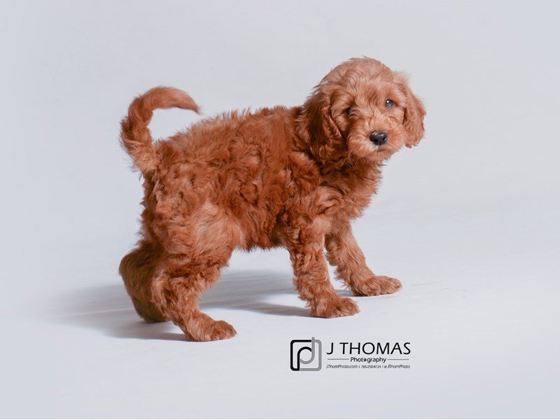 Miniature Goldendoodle-DOG-Female-Red-3220117-Petland Topeka, Kansas