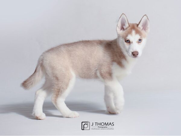 Siberian Husky DOG Female Red and White 18790 Petland Topeka, Kansas