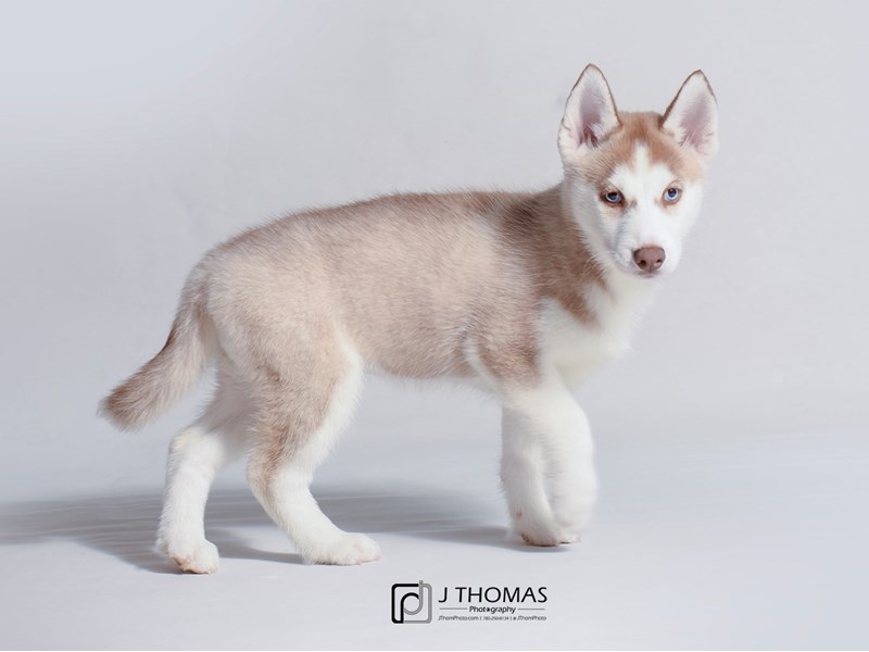 Siberian Husky-DOG-Female-Red and White-3219374-Petland Topeka, Kansas