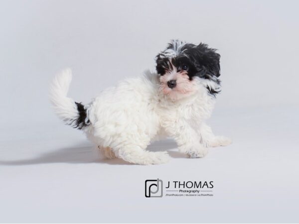 Havanese DOG Female Black and White 18789 Petland Topeka, Kansas