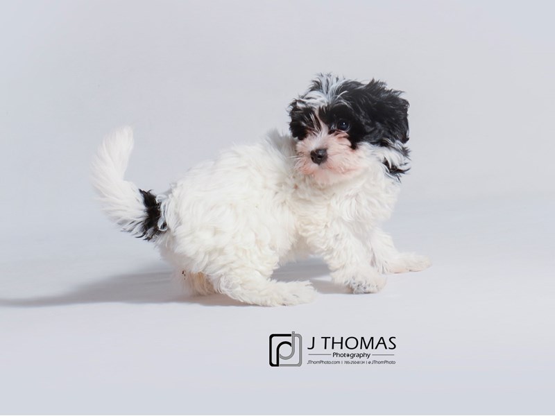 Havanese-DOG-Female-Black and White-3219419-Petland Topeka, Kansas