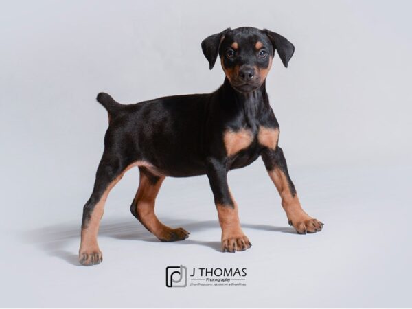 Doberman Pinscher DOG Female Black and Tan 18788 Petland Topeka, Kansas