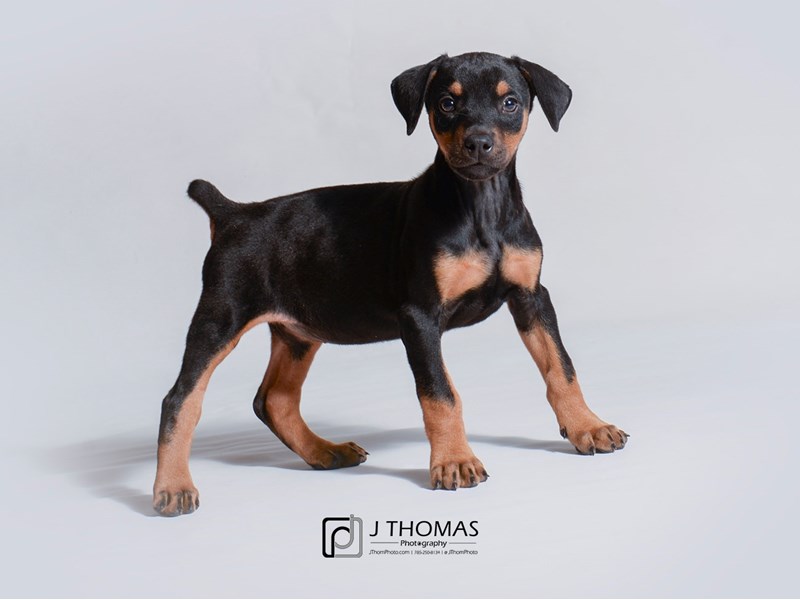 Doberman Pinscher-DOG-Female-Black and Tan-3219389-Petland Topeka, Kansas