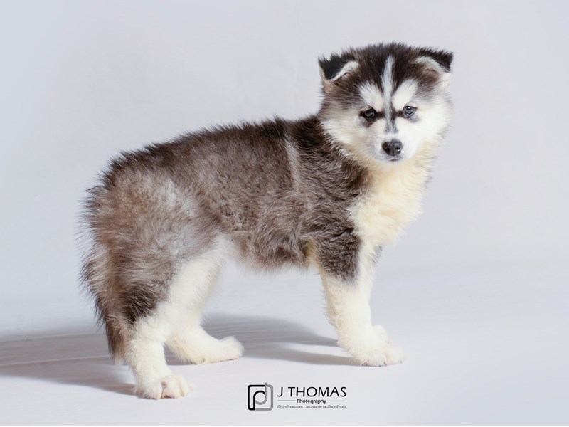Pomsky-DOG-Female-Black / White-3218820-Petland Topeka, Kansas