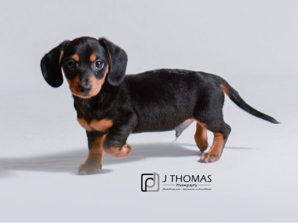 Dachshund DOG Male Black / Tan 18785 Petland Topeka, Kansas