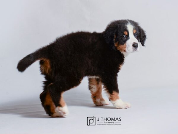 Bernese Mountain Dog DOG Female Black Rust / White 18784 Petland Topeka, Kansas