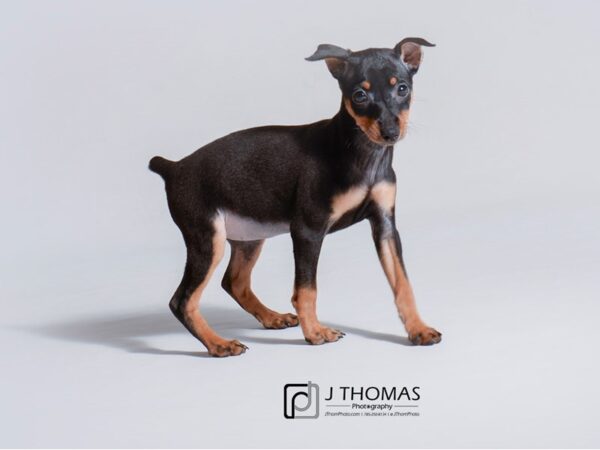 Miniature Pinscher DOG Female Black / Tan 18783 Petland Topeka, Kansas