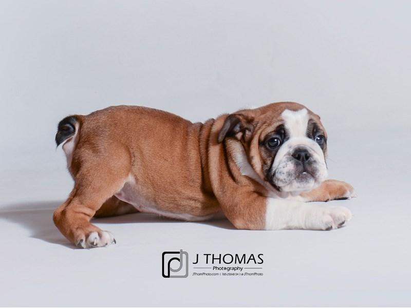 Bulldog-DOG-Female-Red / White-3218817-Petland Topeka, Kansas