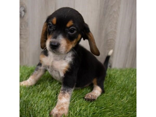 Beagle DOG Female Black White / Tan 18799 Petland Topeka, Kansas