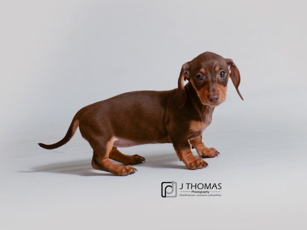 Dachshund DOG Female Chocolate and Tan 18807 Petland Topeka, Kansas