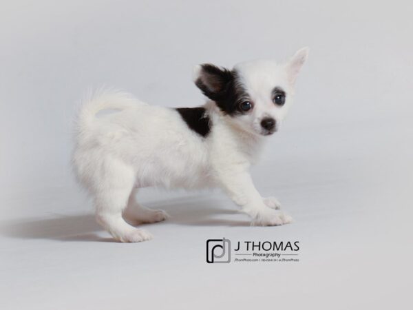 Chihuahua DOG Female Black and White 18806 Petland Topeka, Kansas