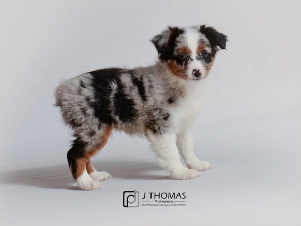 Miniature Australian Shepherd DOG Female Blue Merle 18804 Petland Topeka, Kansas