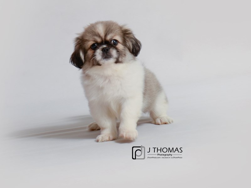 Pekingese Puppy Brown / White ID:18803 Located at Petland Topeka