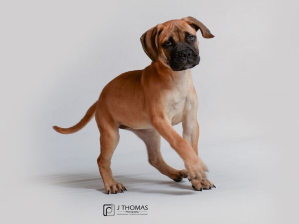 Bullmastiff DOG Female Red Fawn Blk Mask 18805 Petland Topeka, Kansas