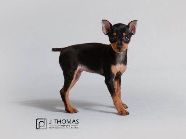 Miniature Pinscher DOG Female Black and Tan 18808 Petland Topeka, Kansas