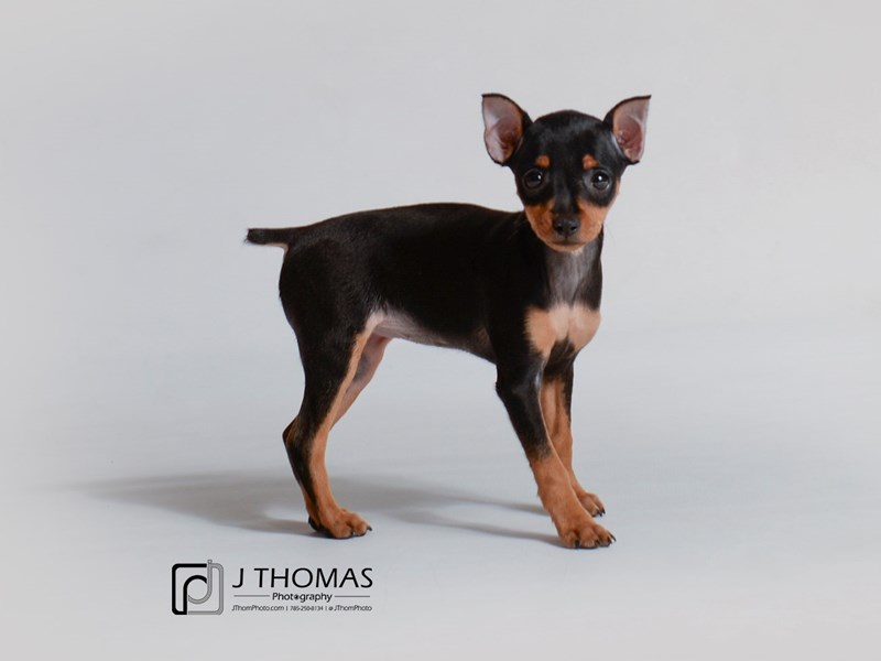Miniature Pinscher-DOG-Female-Black and Tan-3229006-Petland Topeka, Kansas