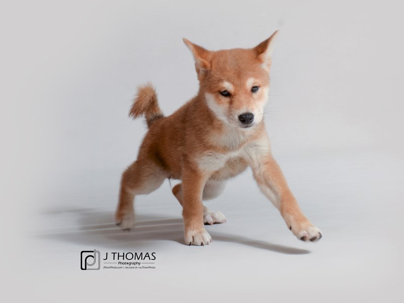 Shiba Inu-DOG-Female-Red-3228611-Petland Topeka, Kansas