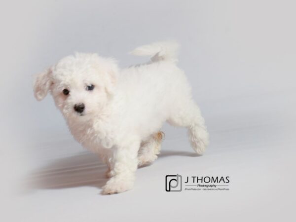 Bichon Frise DOG Female White 18800 Petland Topeka, Kansas