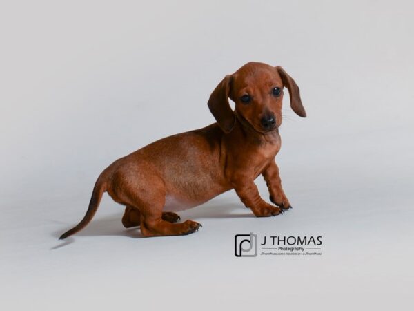 Dachshund DOG Female Red 18786 Petland Topeka, Kansas