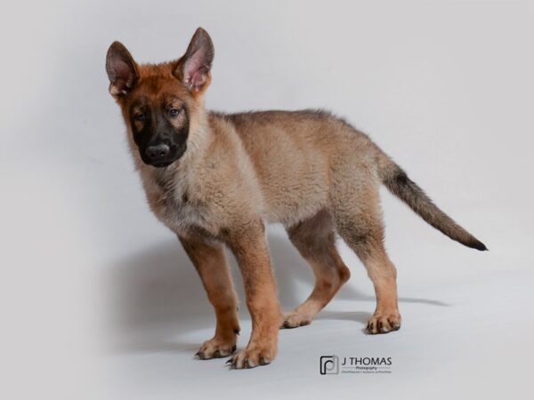 German Shepherd DOG Male Sable 18764 Petland Topeka, Kansas