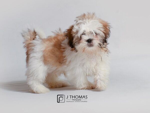 Lhasa Apso DOG Male Golden / White 18747 Petland Topeka, Kansas