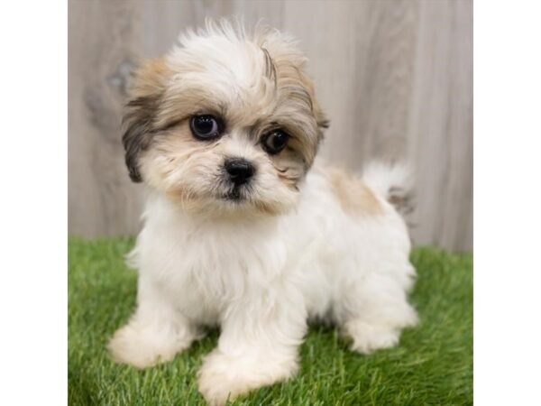 Shih Tzu DOG Female Black / White 18812 Petland Topeka, Kansas