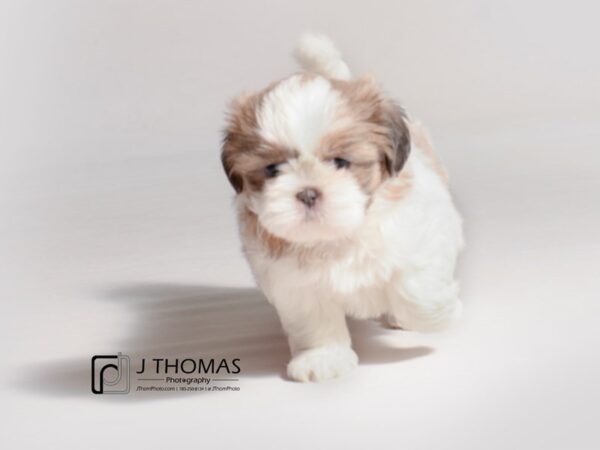 Shih Tzu DOG Female Lilac and White 18828 Petland Topeka, Kansas