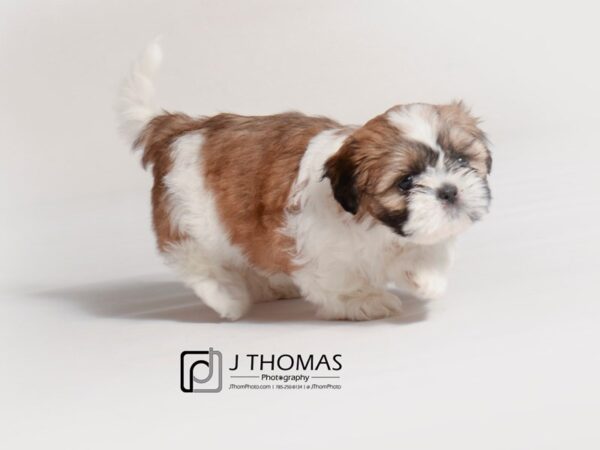 Shih Tzu DOG Female Gold and White 18827 Petland Topeka, Kansas